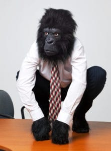 Gorilla on Desk